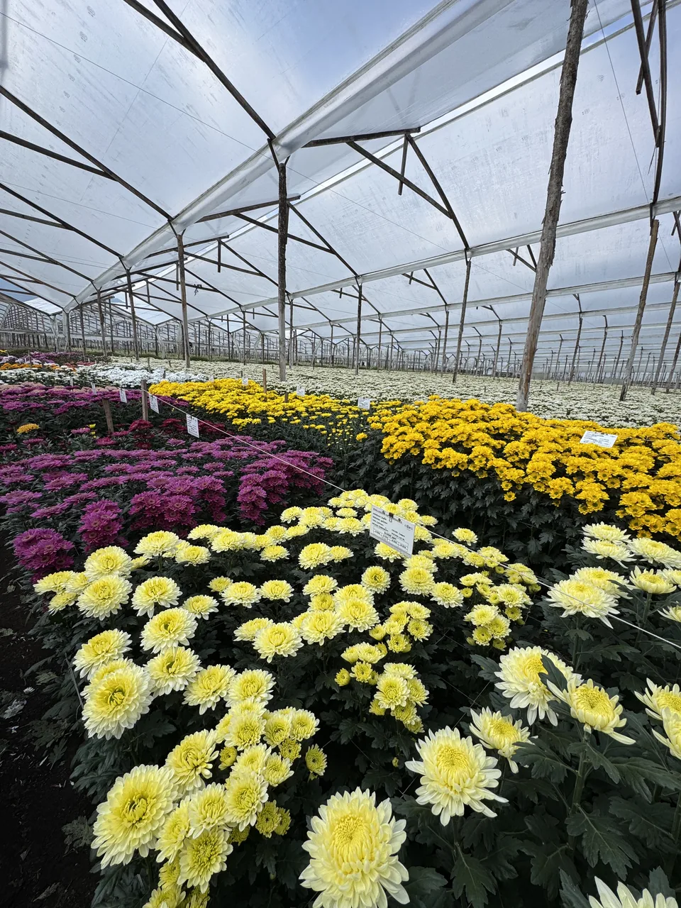 Chrysanthemen
