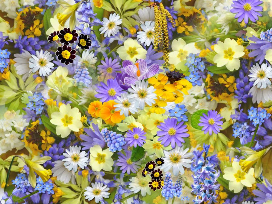 Chrysanthemums selected by Vibra