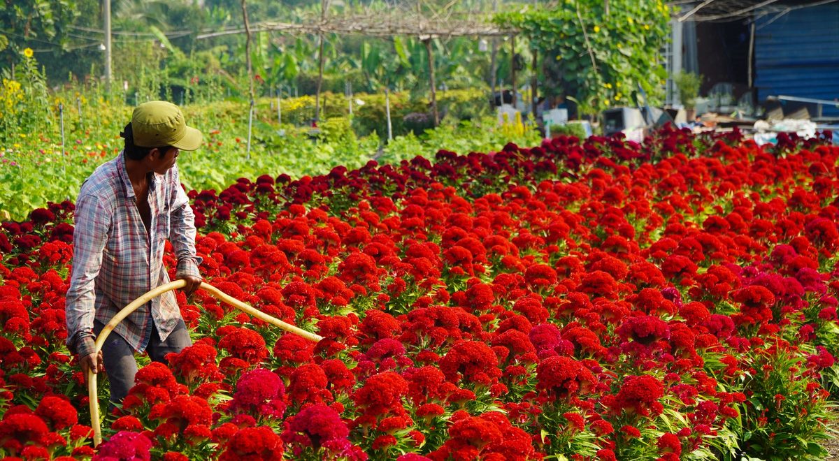 A grower harvesting flowers at a Vibra partner farm in Colombia