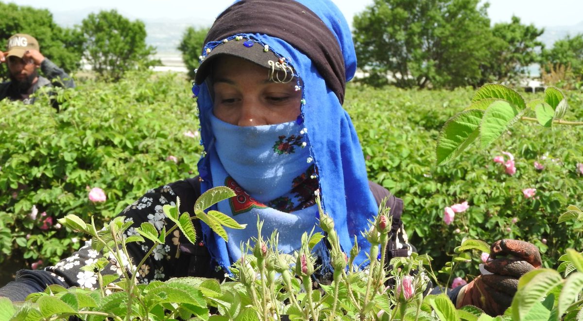 A grower harvesting roses at a Vibra partner farm in Ecuador