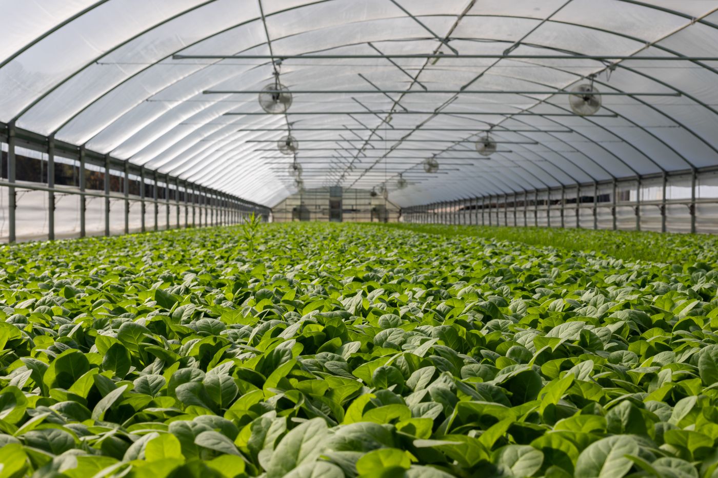 Vibra greenhouses, Bogotá savanna