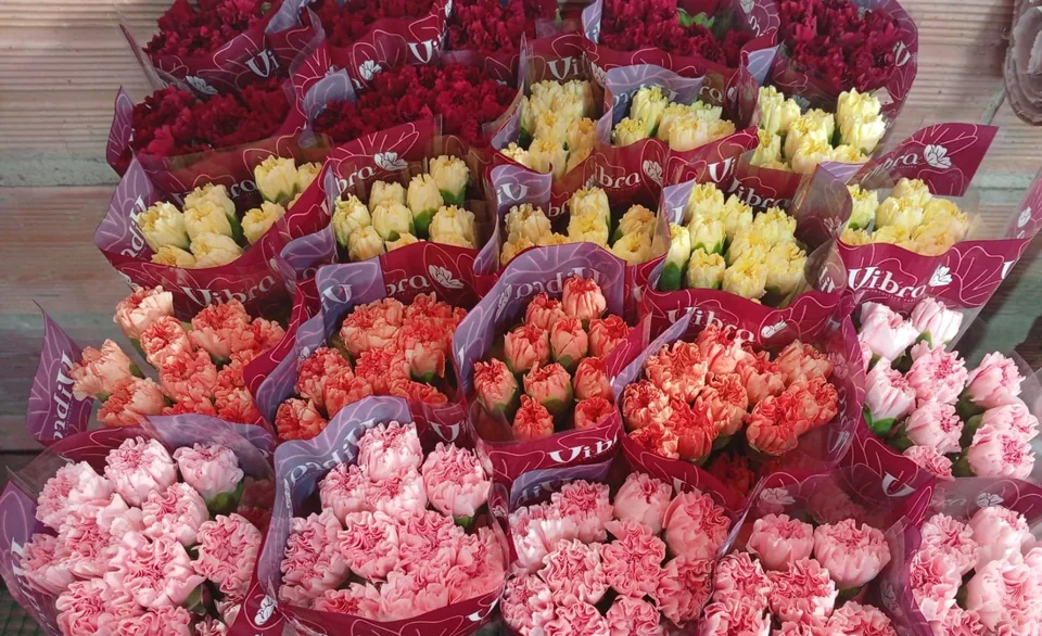 A complete flower program brought together by Vibra