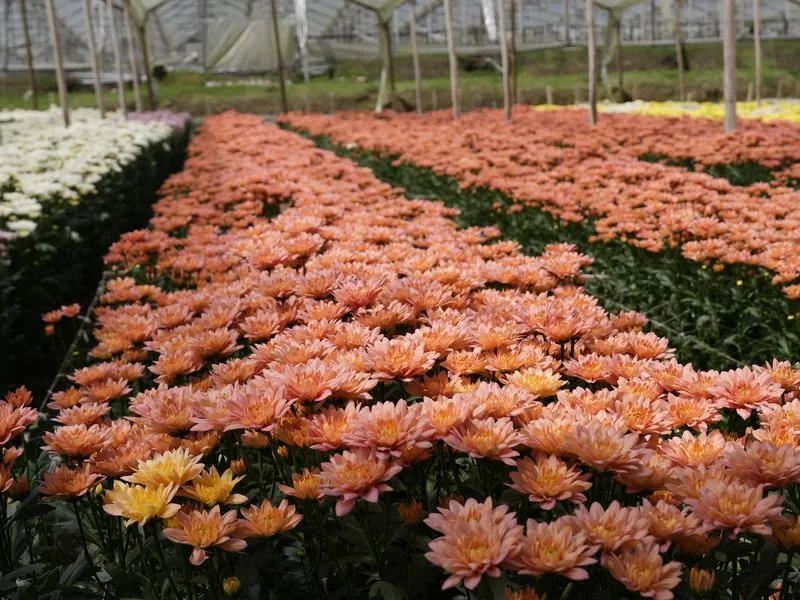Coral Pompon — Coral chrysanthemum from Vibra