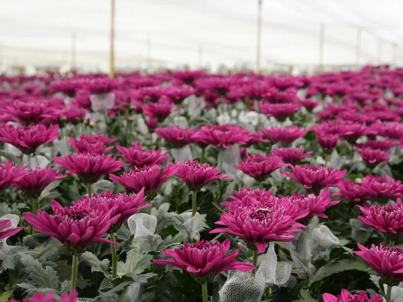 Magenta Pompon — Magenta chrysanthemum from Vibra