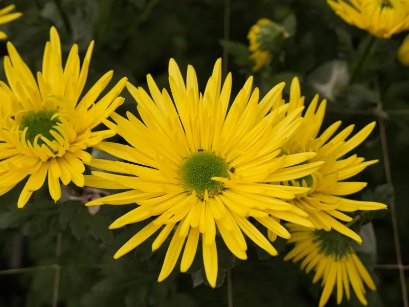 Yellow Daisy Mum — Yellow chrysanthemum from Vibra