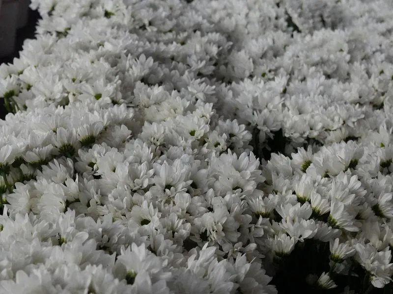 White Chrysanthemum — White chrysanthemum from Vibra