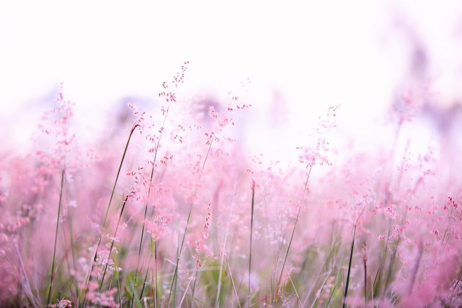 Gypsophila selected by Vibra