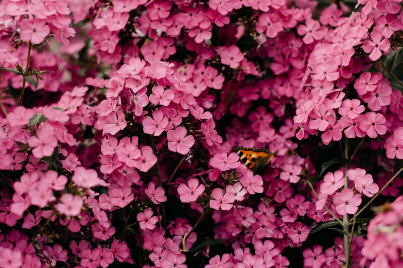 Hydrangeas