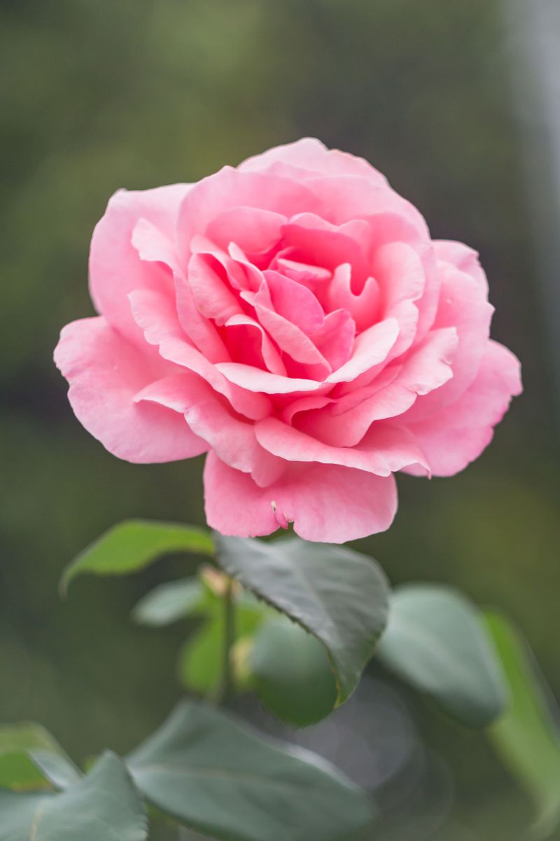 Roses