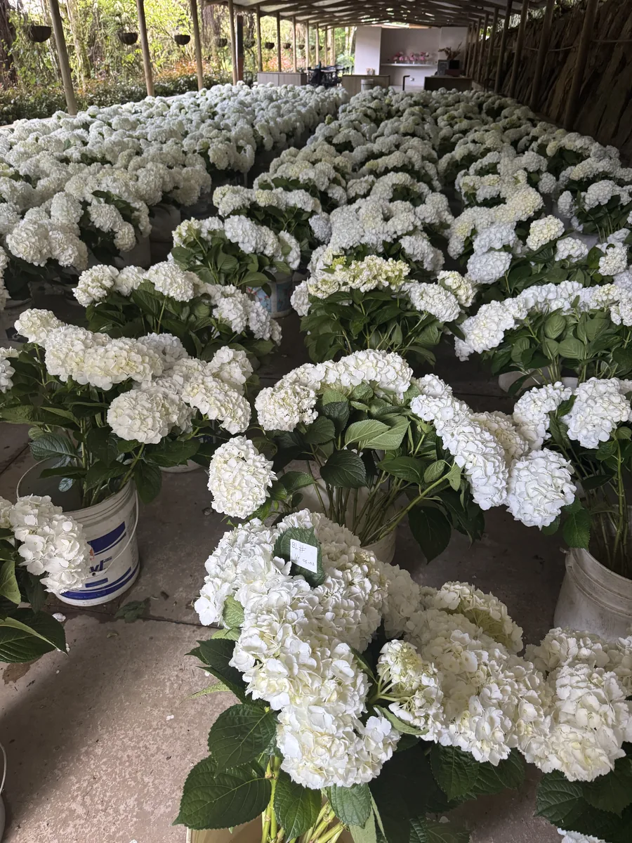 Freshly cut white hydrangeas at a Vibra partner farm