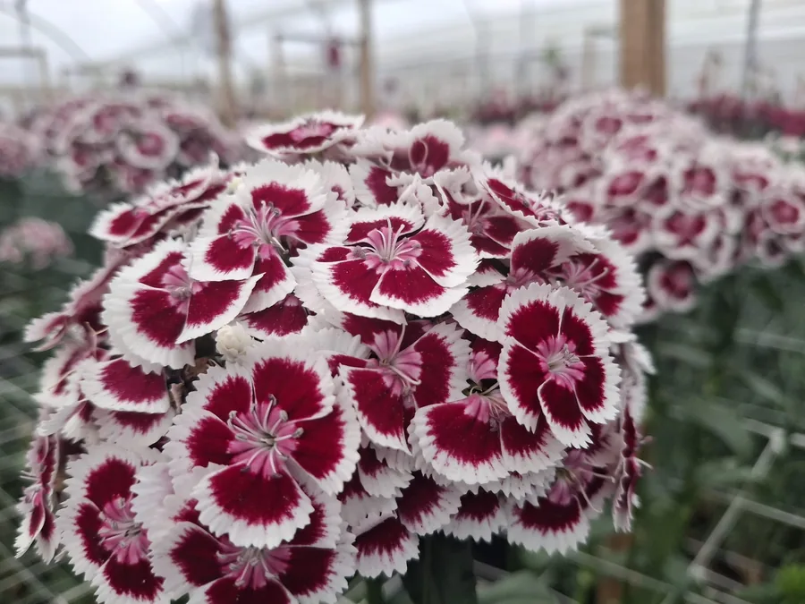 Burgundy and white sweet William (dianthus barbatus) in bloom
