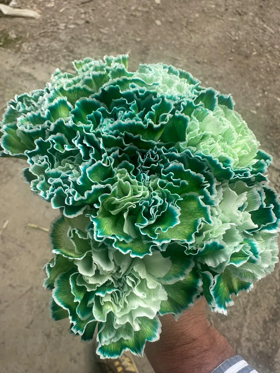 Green carnations with white edges, a specialty colour from a Vibra partner farm