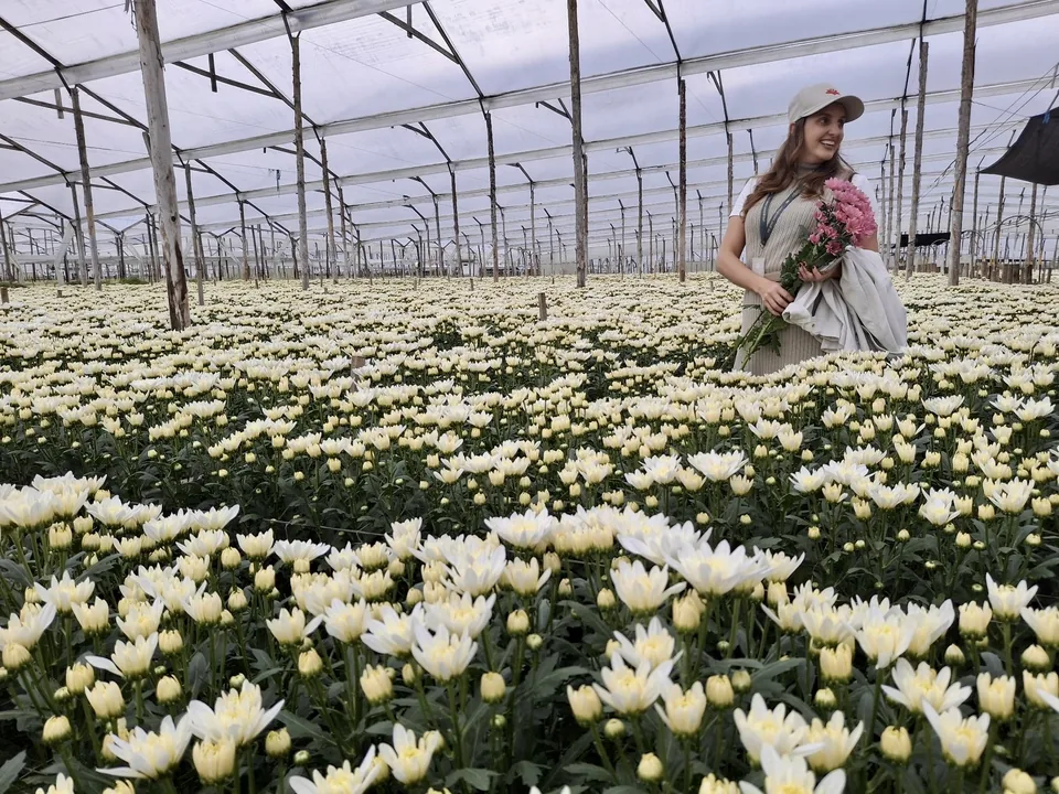 Freshly cut flowers carried through a Vibra partner farm at origin