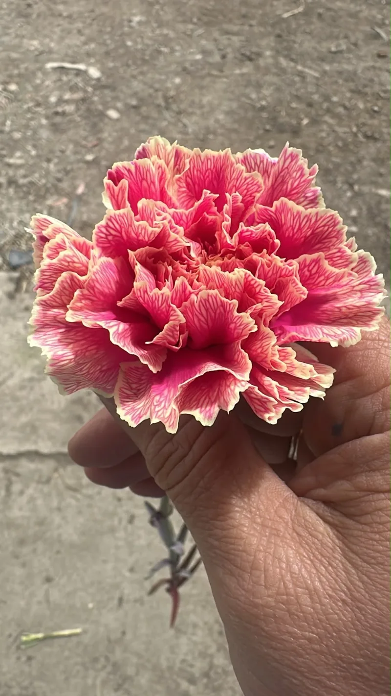 Bicolor Carnation — Bicolor carnation from Vibra