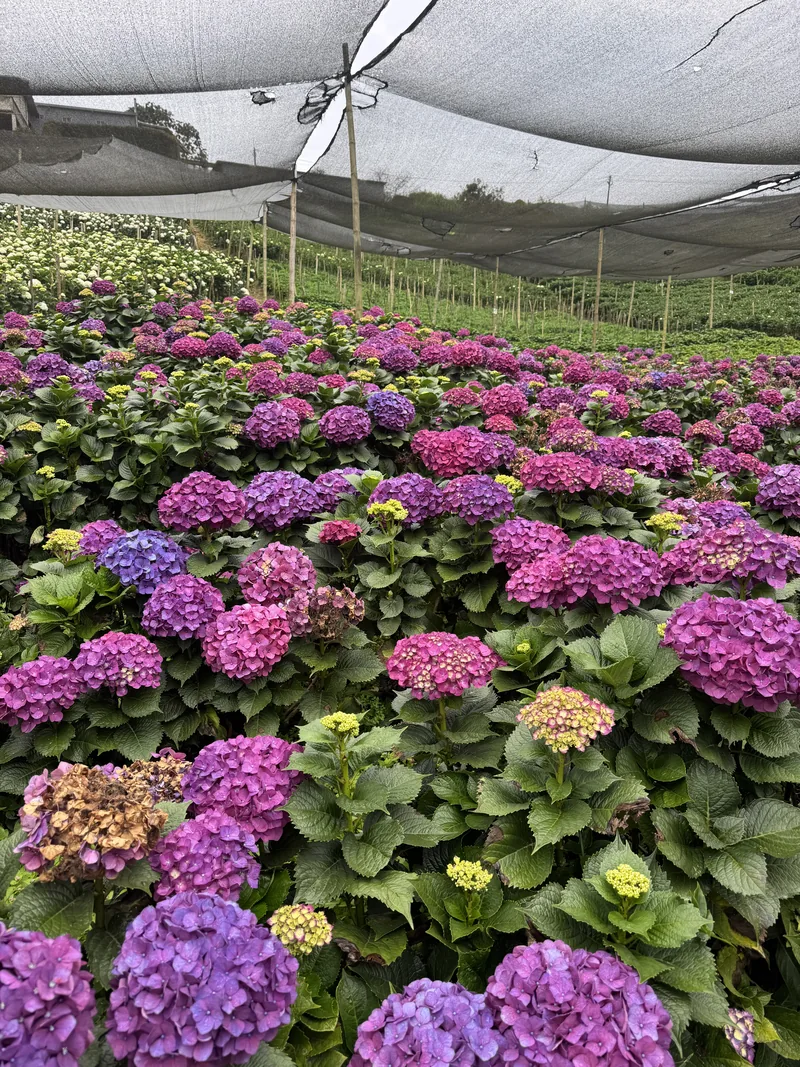 Purple Hydrangea — Purple hydrangea from Vibra