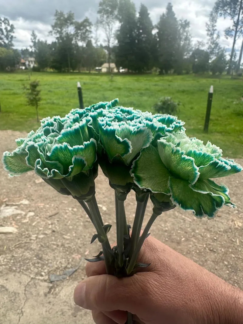 Green Carnation — Green carnation from Vibra