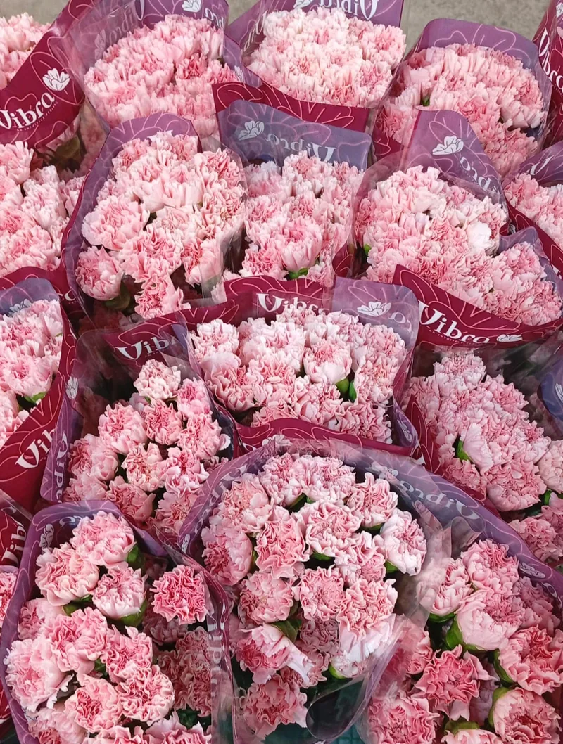 Pink Carnation — Pink carnation from Vibra