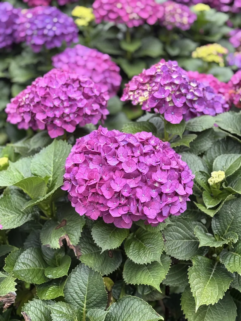 Pink Hydrangea — Pink hydrangea from Vibra