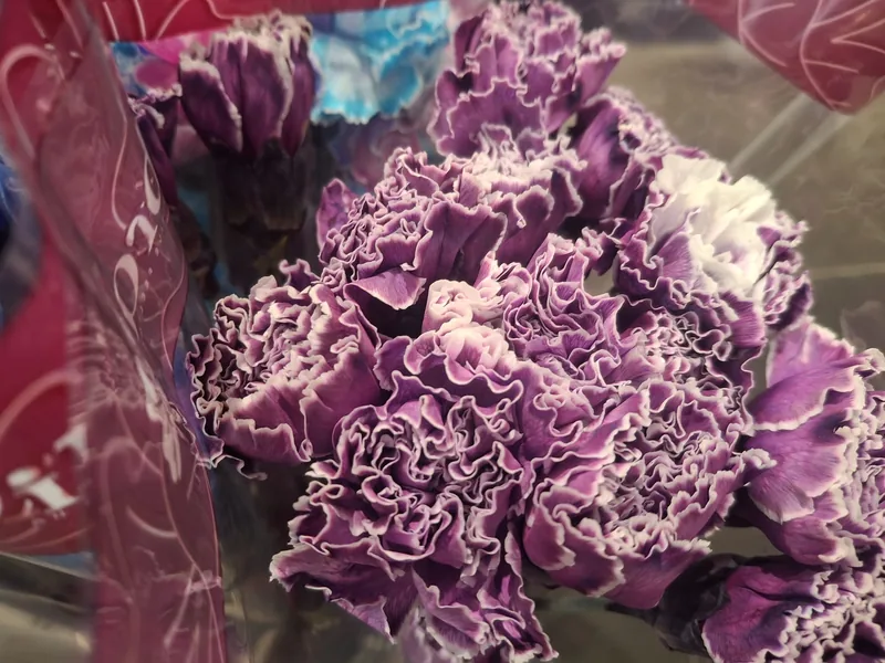 Purple Carnation — Purple carnation from Vibra