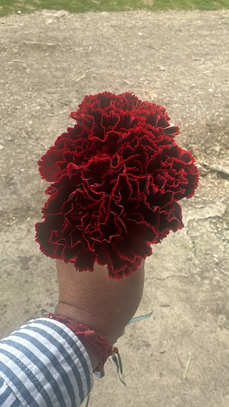 Red Carnation — Red carnation from Vibra