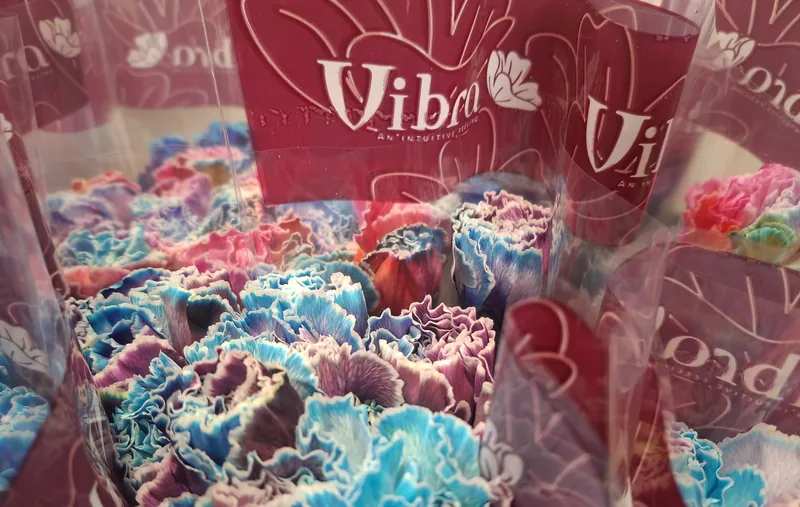 Tinted & Novelty Carnations — Assorted carnation from Vibra