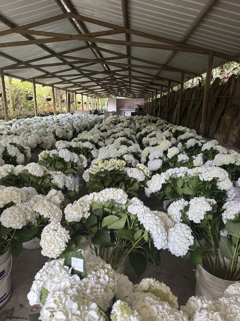 White Hydrangea — White hydrangea from Vibra