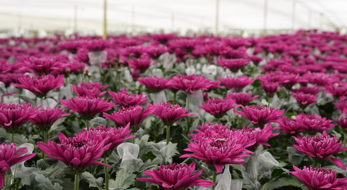 So wählen Sie einen Großhandelslieferanten für Blumen aus: eine Checkliste für Einkäufer